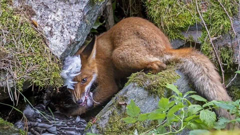 Foto del zorro