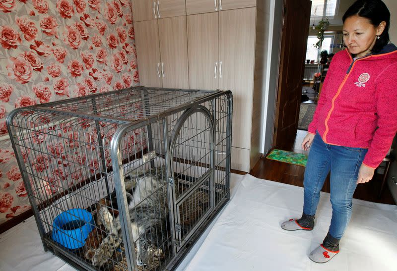 Bugu-Enye public foundation president Saltanat Seitova stands near a cage with a wounded snow leopard Jaabars during its rehabilitation outside Bishkek