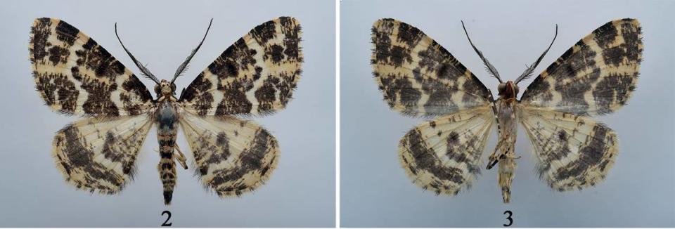 A preserved Prochasma diaoluoensis, or Diaoluoshan Prochasma moth, as seen from above (2) and below (3).