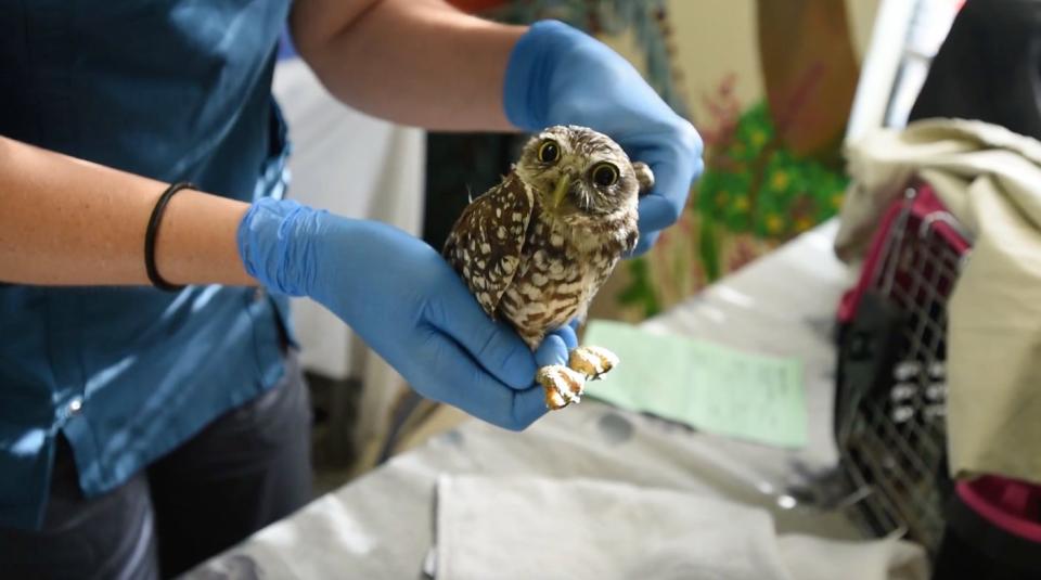 A burrowing owl is treated for a suspected injured wing at the South Florida Wildlife Center in Fort Lauderdale. (Photo: humanesociety.org)