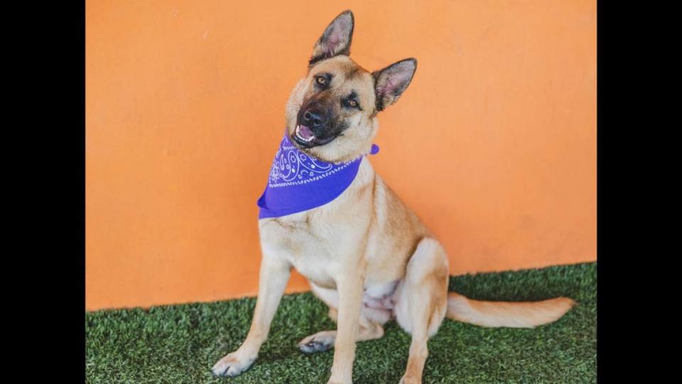 “Maxine A2427463 is an active and sociable dog who loves to interact with people. This playful girl enjoys running around in the play yard and then chilling in a calm and relaxing environment. If you are looking for a pet that can keep up with your active lifestyle and spoon with you at night, Maxine is your girl.”