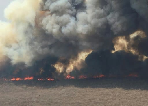 Weeks of fires this year ravaged more than four million hectares of forest and grassland