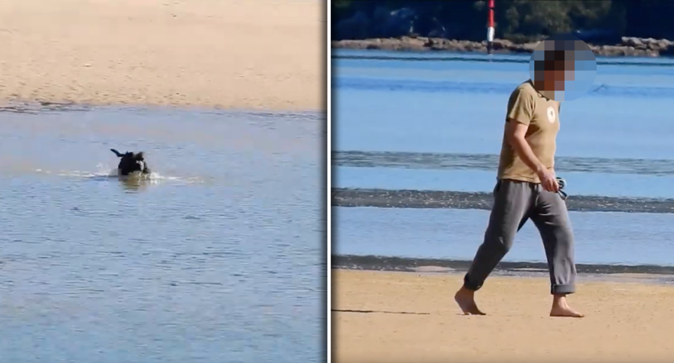 Dog owners have been pictured allowing their animals to run off-leash at Deeban Spit. Source: Supplied