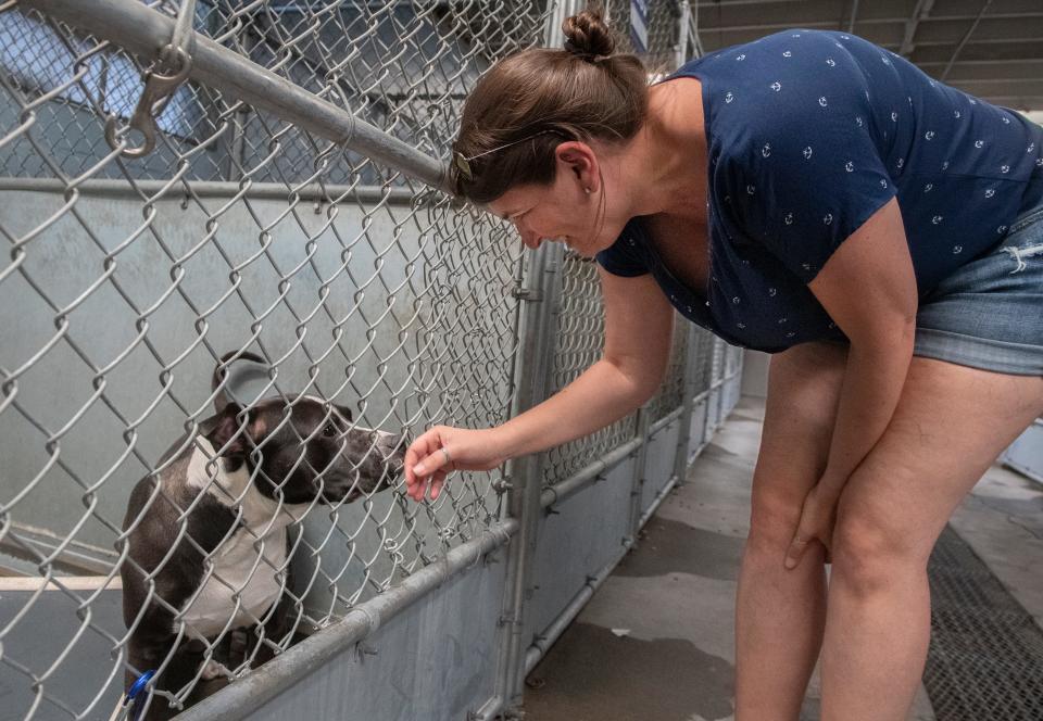 Shelby Reed of Lodi says hello to "Rex" during the Clear the Shelter event at the Stockton Animal Shelter in south Stockton on Saturday, August 20, 2022. More than 80 dogs and cats were available for free adoption to help relieve overcrowding at the shelter.