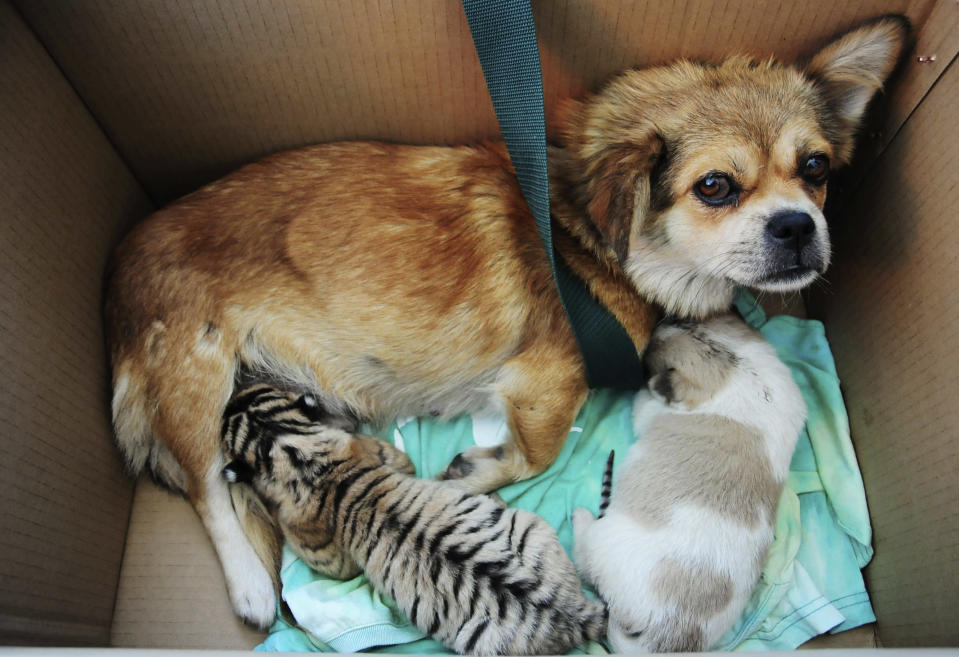 A dog feeds two Siberian tiger cubs and her puppy at a zoo in Hefei