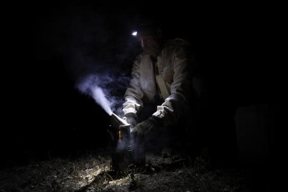 The beekeeper prepares a smoker filled with dry herbs (EPA)