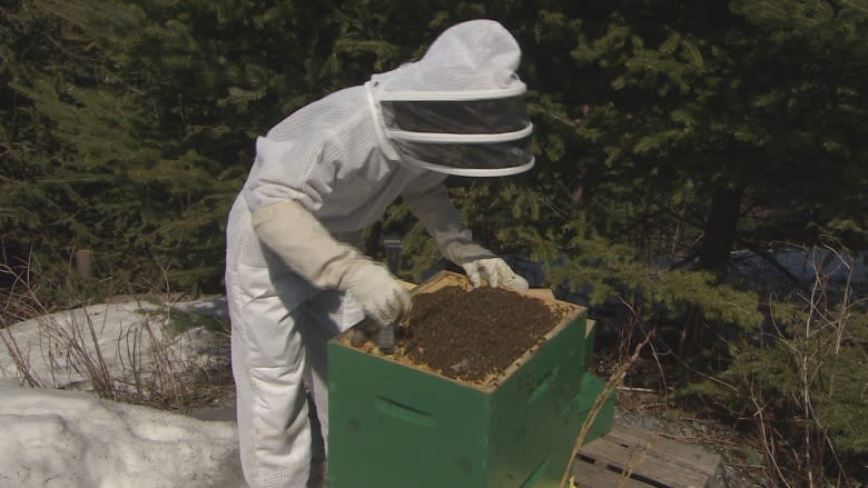 Want to keep N.L. bees healthy? Stop imports, says beekeepers group