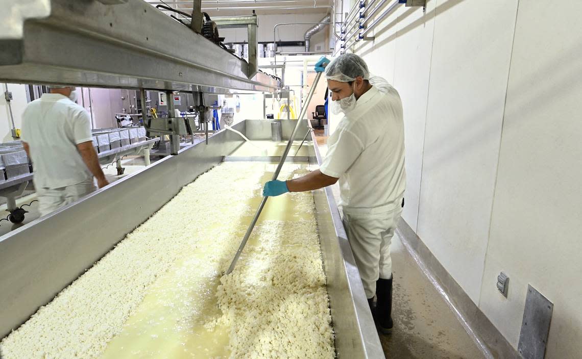 Jorge Godinez separates the curds as the whey is drained off at the start of the cheese making process at Fiscalini Farmstead in Modesto, Calif., Wednesday, April 10, 2024. Andy Alfaro/aalfaro@modbee.com