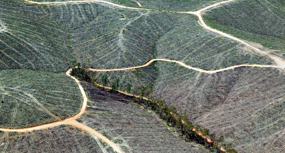 State-owned logging operations continue to destroy greater glider habitat. Source: Getty (File)