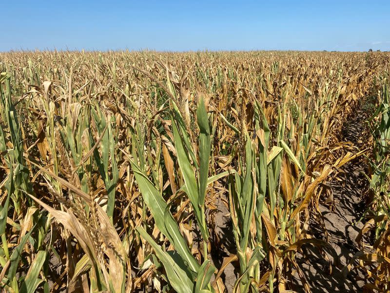 FOTO DE ARCHIVO: Un campo de maíz en plena sequía en Nebraska