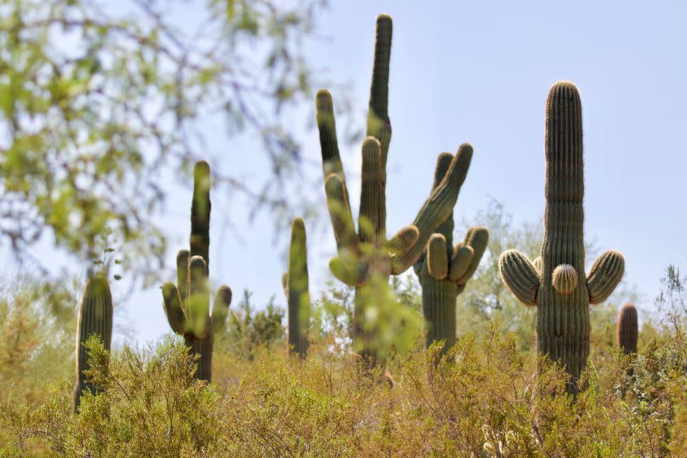 Desert Botanical Garden, Phoenix