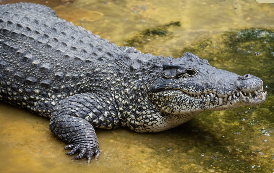 The crocodile hatched in 2012 and was part of a breeding program for the species (Smithsonian National Zoo)