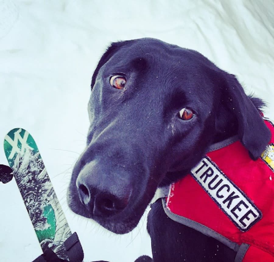 Rescue dog slides down Heavenly Mountain, Lake Tahoe