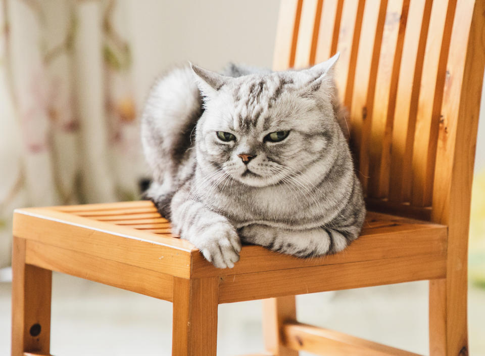 a cat sitting on a chair with a disdainful look