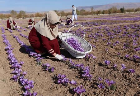 Afghan women collect saffron flowers in the Karukh district of Herat, Afghanistan, November 5, 2016. Picture taken November 5, 2016. REUTERS/Mohammad Shoib