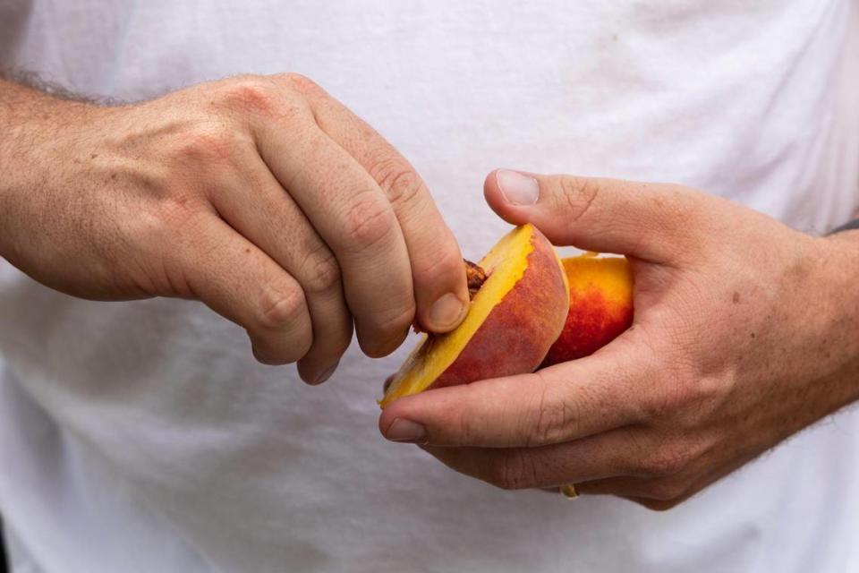 Ross Williams, chief operating officer of post harvest operations and supply chain at Titan Farms, shows how peach pits are harder to remove this year on Thursday, July 13, 2023. Tougher to remove pits can cause problems for Titan’s machines that make fruit cups.