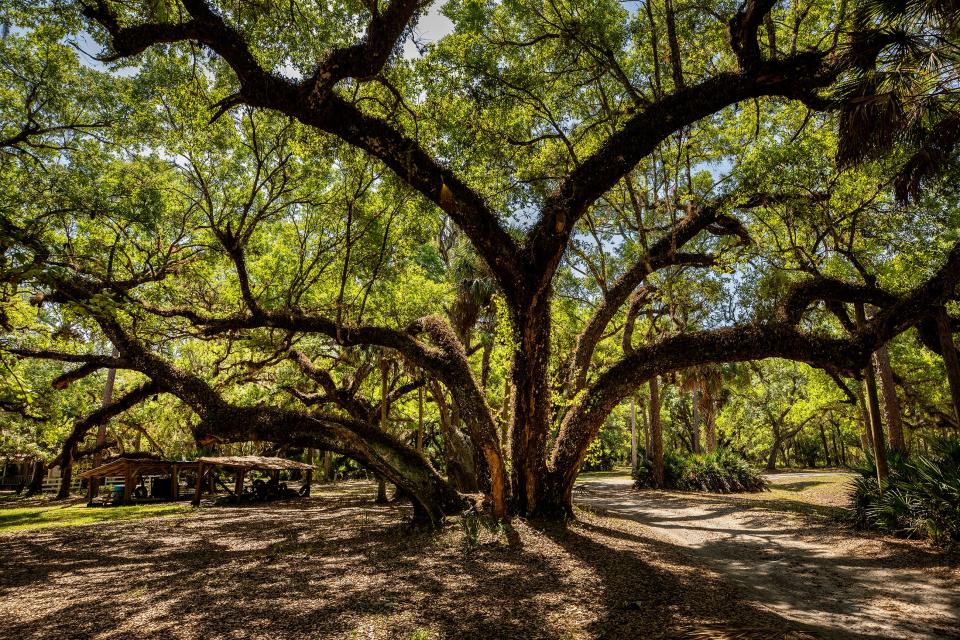 An ancient oak tree creates a leafy canopy at Creek Legacy Ranch in the Lake Hatchineha area. The state recently purchased the 1,342-acre property through the Florida Forever conservation program.