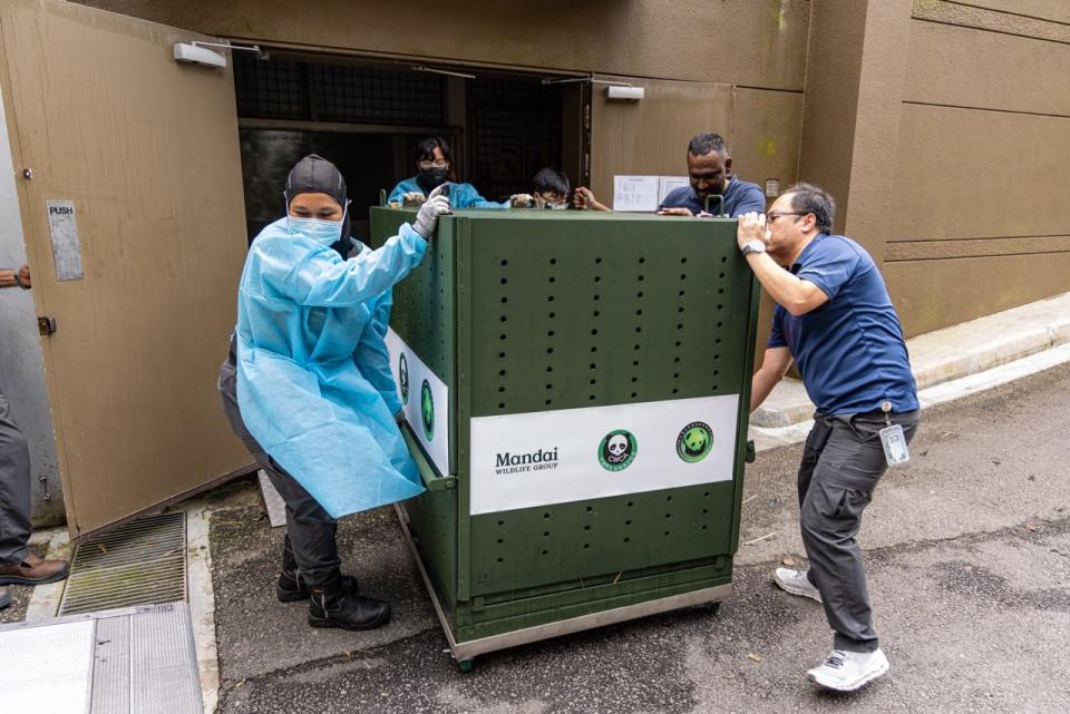 Le Le's crate had to be transported from the zoo to the airport using a reefer truck. The truck had to be kept at a temperature of between 12°C and 16°C.