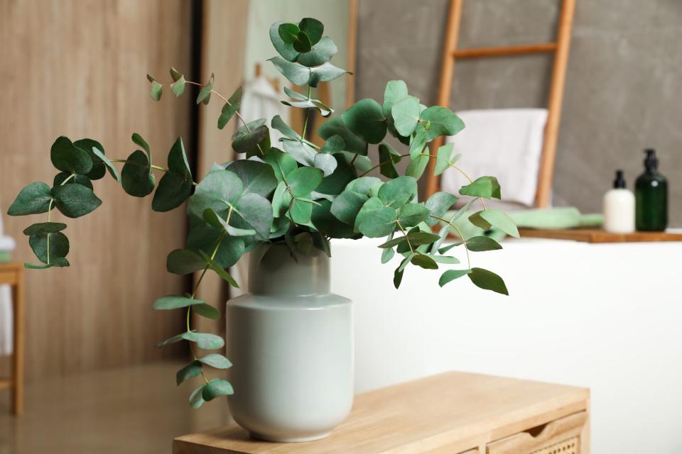 Beautiful eucalyptus branches in vase on wooden cabinet indoors