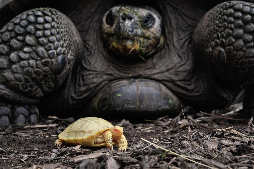 A picture taken on June 3, 2022 shows a unique albinos Galapagos giant tortoise baby, born on May 1, next to its mother at the Tropicarium of Servion, western Switzerland. - Albinos Galapagos tortoises have never been observed in captivity or in the nature. The Galapagos giant tortoises are strictly protected and are among the most endangered species among CITES-listed animals.