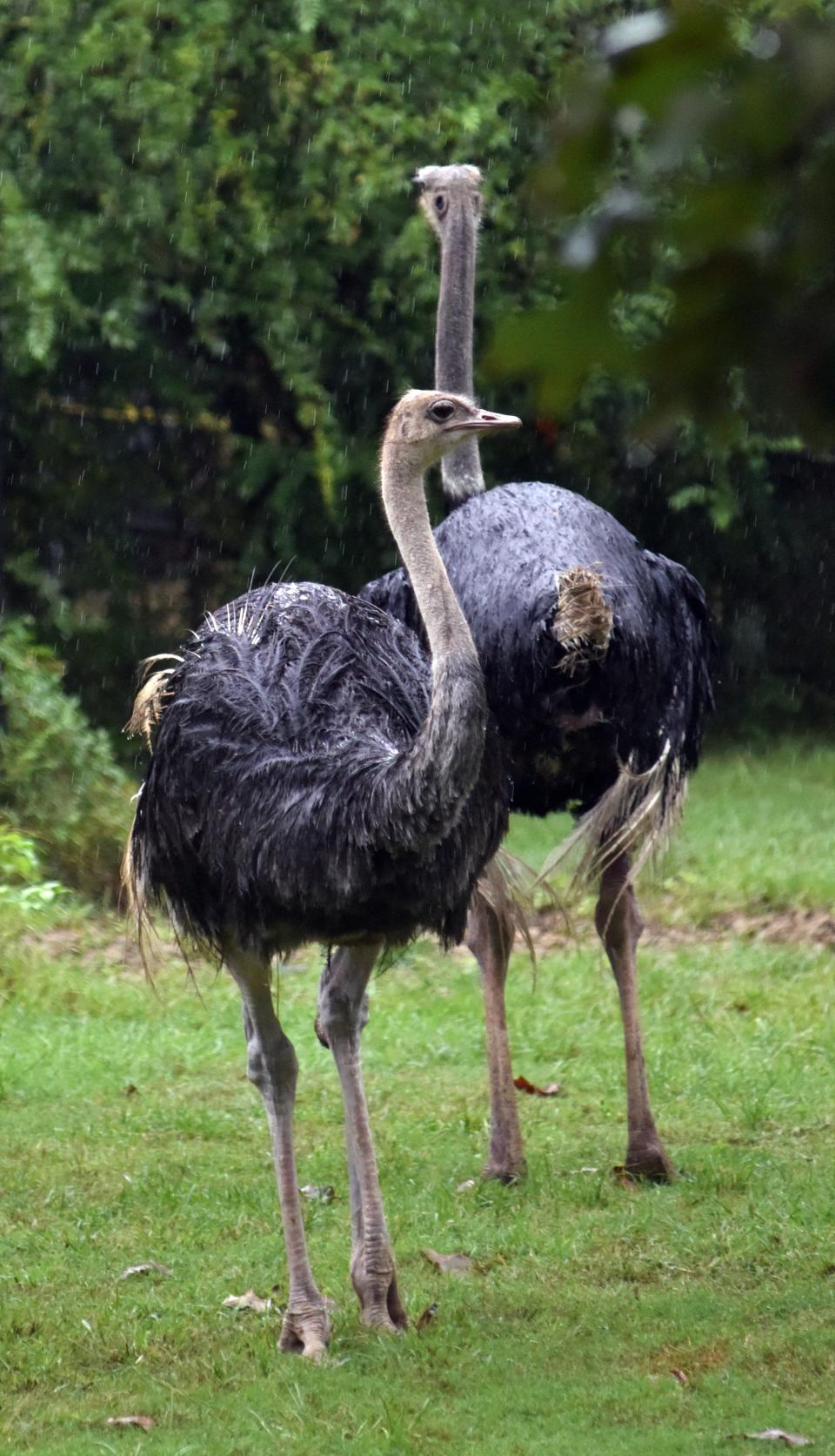 An ostrich couple out and looking for visitors at the Jackson Zoo in August 2020.