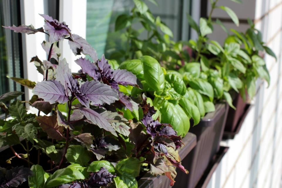 A few types of basil growing in a window box planter.