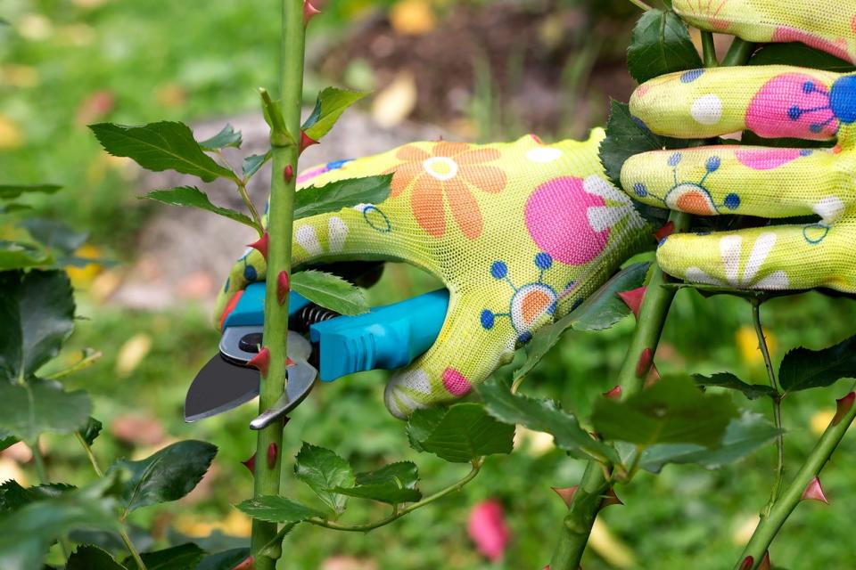 Pruning healthy rose stems from rose bush. 