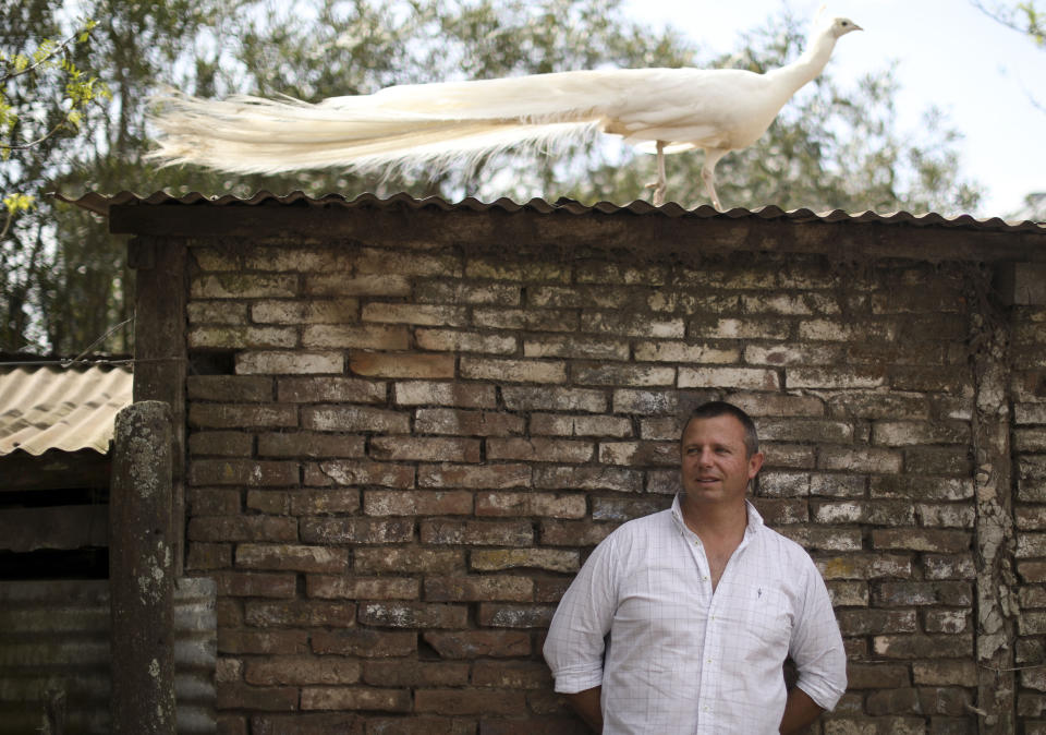 In this Oct. 9, 2019 photo, farmer Juan Rossi poses for a picture on his wheat farm, on the outskirts of Pergamino, Argentina, where he also grows corn and keeps chickens and peacocks. Rossi, whose wheat fields are located in one of Argentina's most fertile agricultural areas, says that he's worried about the future of the farming sector that is the main economic engine of his crisis-torn country. (AP Photo/Natacha Pisarenko)