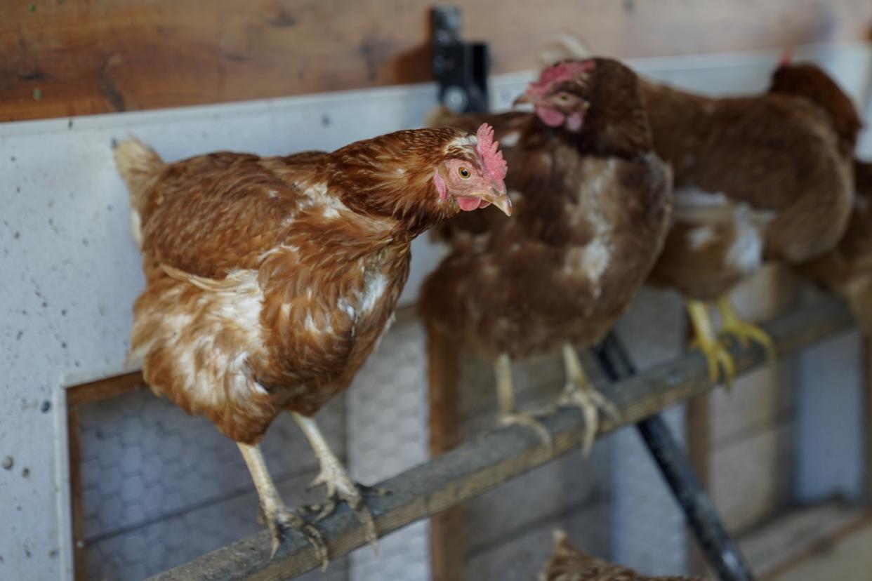 FILE - Red Star chickens roost in their coop, Jan. 10, 2023, at Historic Wagner Farm in Glenview, Ill. Amid soaring egg prices, social media users are claiming that common chicken feed products are preventing their own hens from laying eggs. (AP Photo/Erin Hooley)