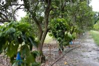 Research coffee trees planted amongst citrus