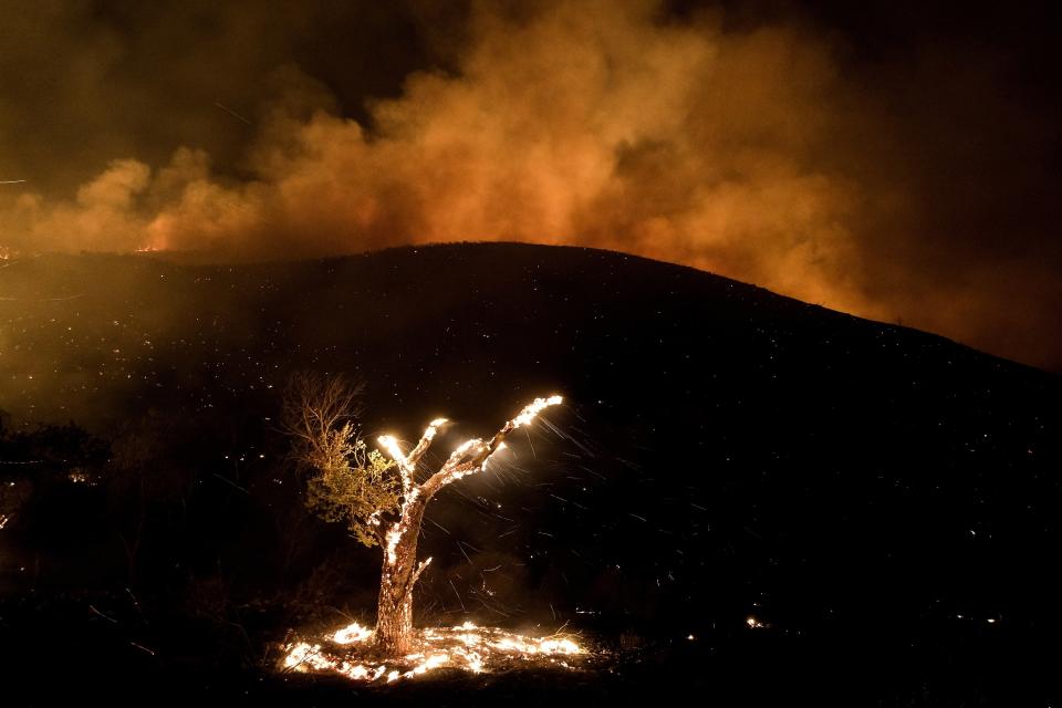 Wind whips embers from a burning tree during a wildfire near Hemet, Calif., on Sept. 6, 2022. (AP Photo/Ringo H.W. Chiu)