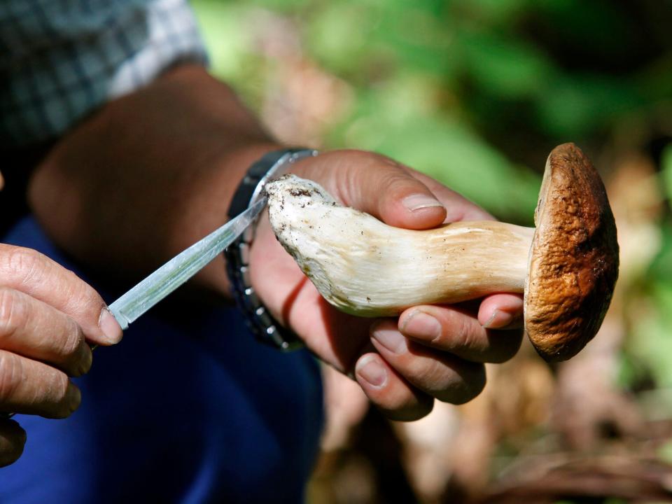 human hands hold a large mushroom and small knife in forest