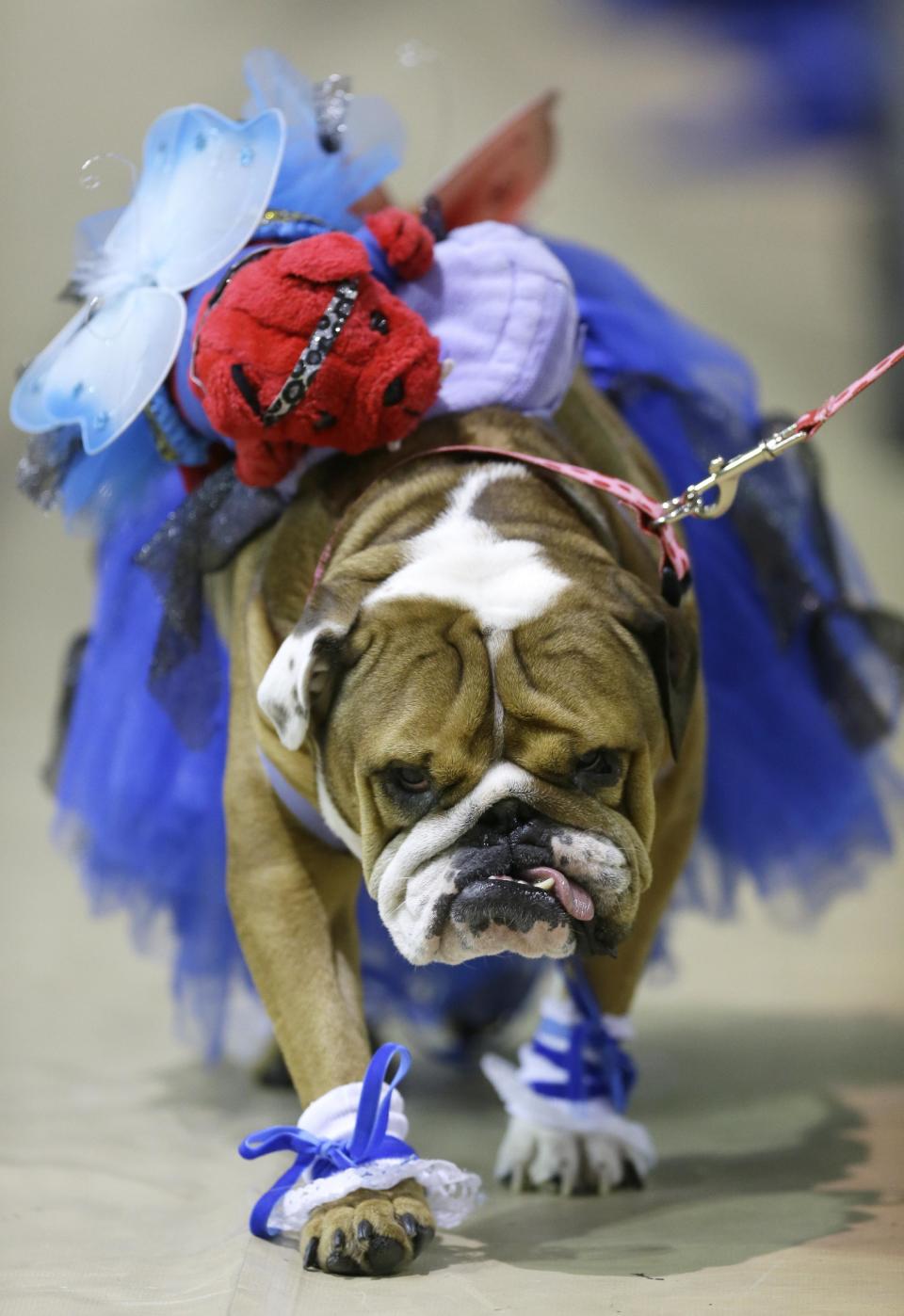 Addie walks across the stage during judging at the 35th annual Drake Relays Beautiful Bulldog Contest, Monday, April 21, 2014, in Des Moines, Iowa. The pageant kicks off the Drake Relays festivities at Drake University where a bulldog is the mascot. The dog is owned by Lisa Schnathorst, of Olathe, Kansas. (AP Photo/Charlie Neibergall)