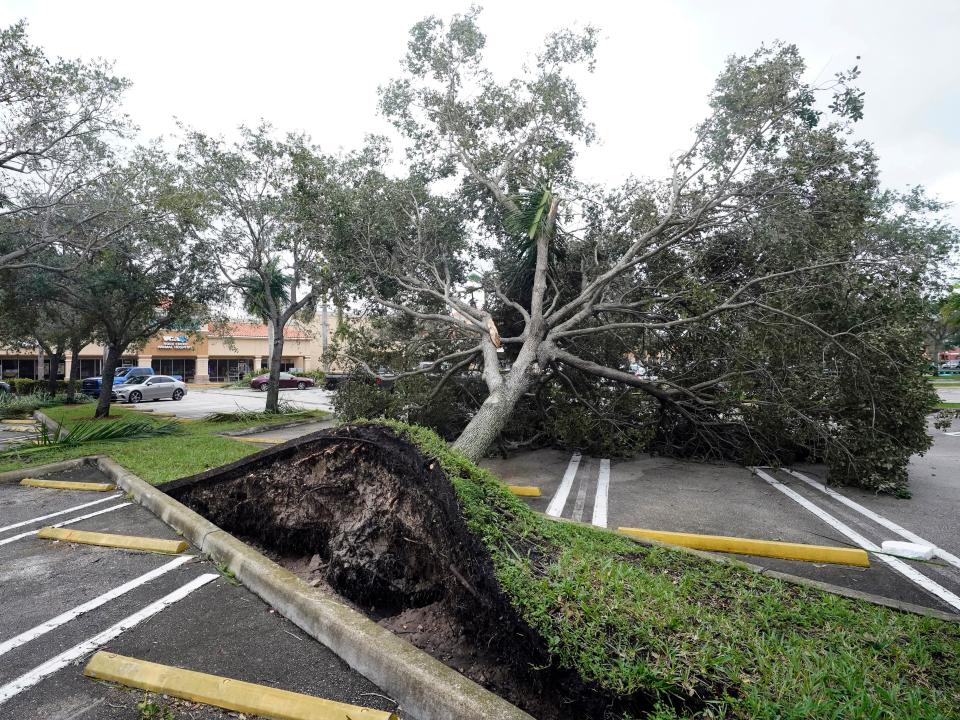 An uprooted tree, toppled by strong winds from the outer bands of Hurricane Ian, rests in a parking lot of a shopping center, Wednesday, Sept. 28, 2022, in Cooper City, Fla.