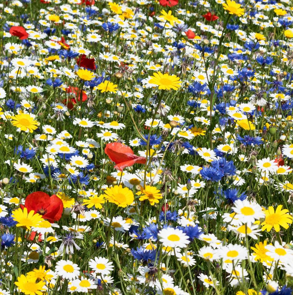 Wildflower meadow mixes relish a chalk soil