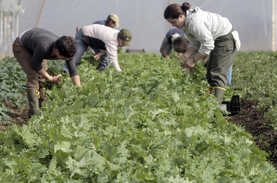 Workers harvest fresh greens for Good Eats CSA (Community Supported Agriculture) on Monday, May 7, 2012 in Craftsbury, Vt. Local food is big in Vermont, which ranks as the top state in a new Locavore Index, based on the number of farmers’ markets and community supported agriculture farms where customers pay ahead for produce and other foods throughout the season. Vermont had 99 farmers’ markets, 164 CSAs, based on USDA data, and a population of 621,760, according to 2010 census. (AP Photo/Toby Talbot)