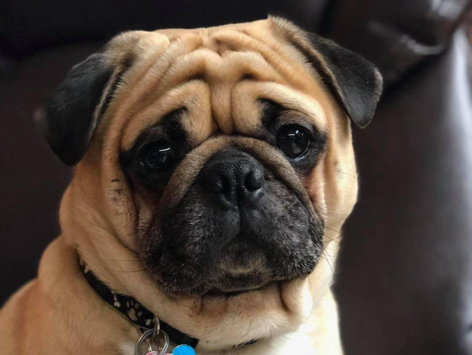 A photo of Dexter, the pug.