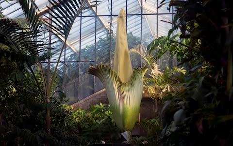 A corpse flower at Kew Gardens, but there are fewer than 1,000 now in the wild  - Credit: Jeff Eden