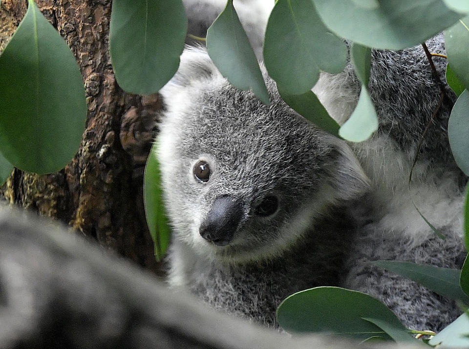 A young koala bear watches between eucalyptus leaves in a zoo in Duisburg, Germany, Friday, Sept. 28, 2018. (AP Photo/Martin Meissner)