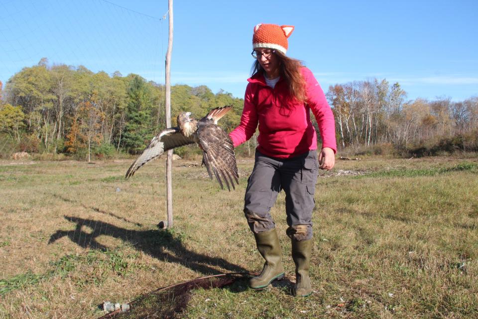 Jenn Schneiderman removes a red-tailed hawk captured in a net at Cedar Grove Ornithological Research Station in Cedar Grove. The bird was fitted with a GPS transmitter and released.