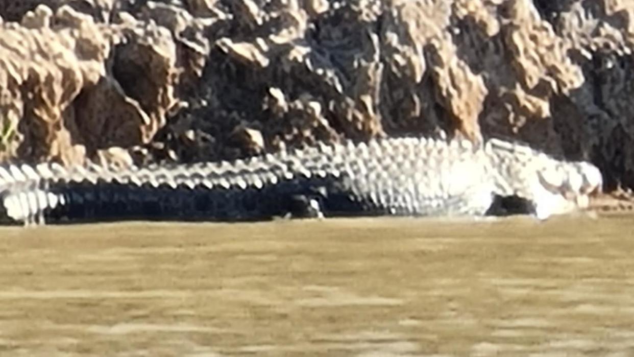 A problem crocodile has been targeted for removal from the Fitzroy River in Rockhampton.