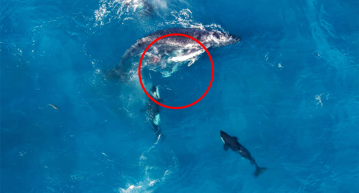 Incredible photos off the coast of Australia show orcas in an ‘amazing but sad’ moment