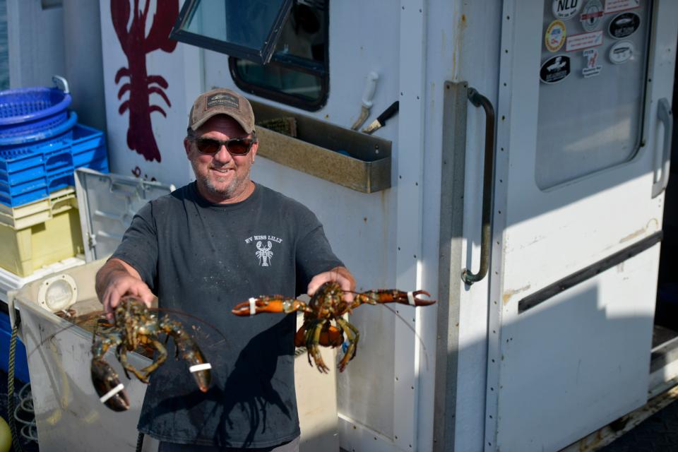 During a recent trip out on his boat, Miss Lilly, to collect the traps he'd set on the Billingsgate Shoal off Wellfleet, "everything was dead," said lobsterman Mike Rego. None of the dead animals were lobsters, said Rego, who is part of a state partnership with Massachusetts Lobstermen's Association to study areas of low dissolved oxygen in Cape Cod Bay. In the Sept. 5 photo at MacMillan Pier in Provincetown, Rego holds lobster he retrieved from his traps.