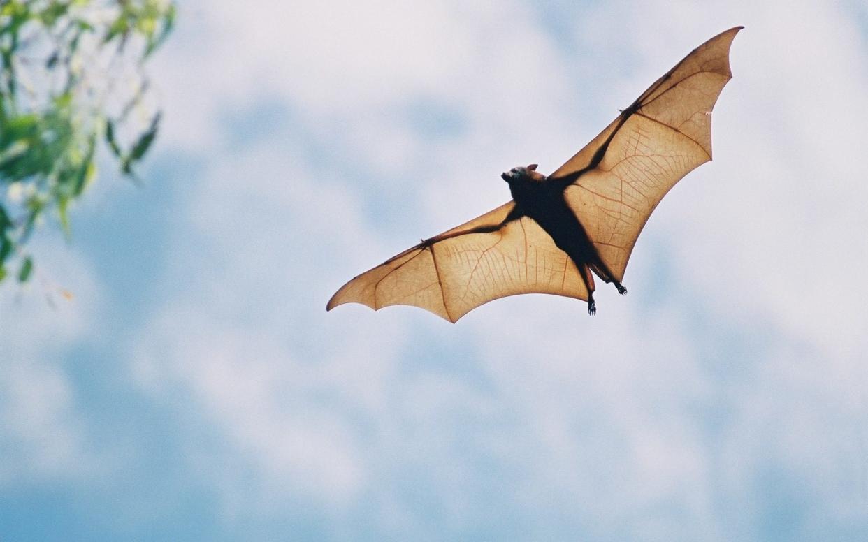 Animals such as bats have been linked to diseases  - Getty Images Contributor