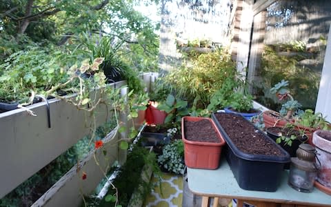 Winter green seeds in troughs line up on the balcony - Credit: Alice Vincent