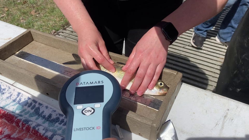 Researchers measure a river herring and scan it to see if it was already tagged in a previous year or a different study. If not, they will make a small incision and insert a tiny electronic tracking tag.