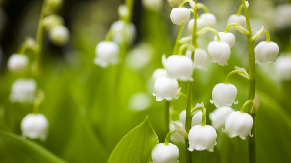 plants harmful to dogs lily of the valley