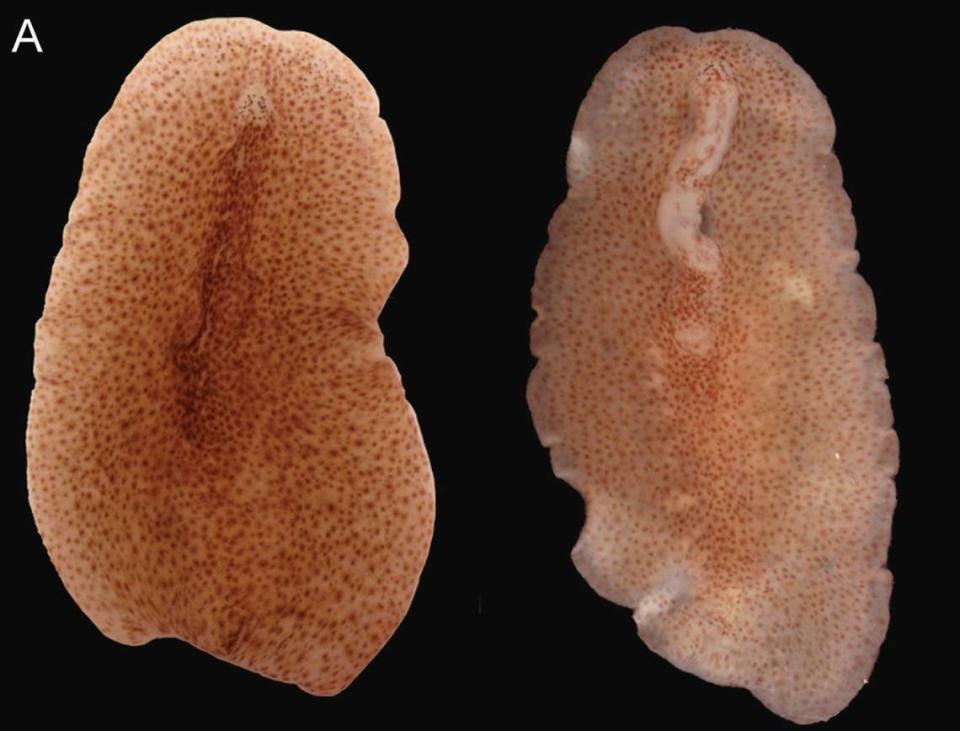 A Prosthiostomum huidongense, or Huidong marine flatworm, as seen from above (left) and below (right).