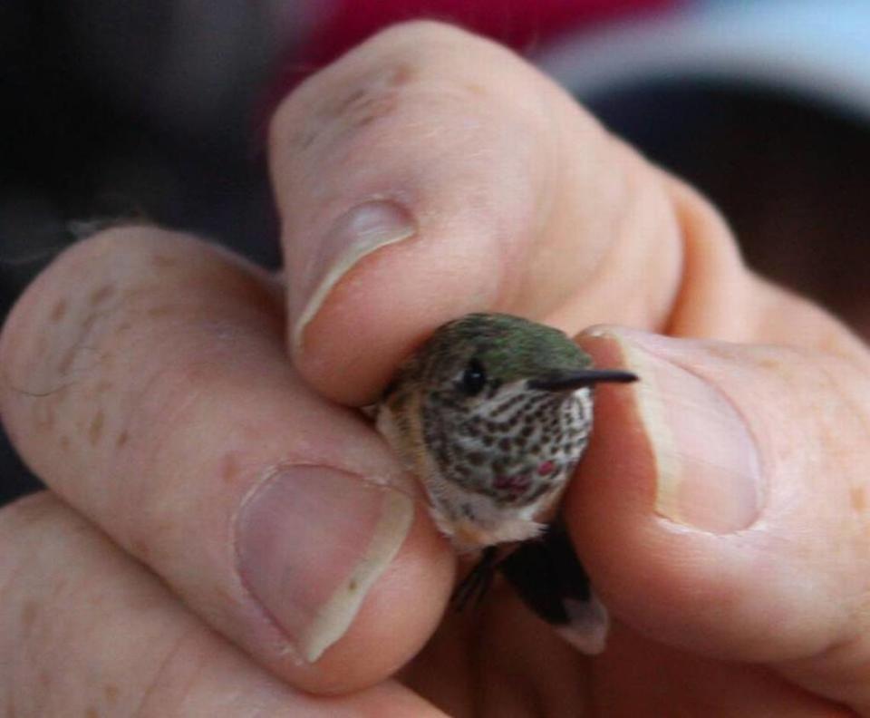 The Calliope Hummingbird, which was banded for research, is the smallest bird in North America.