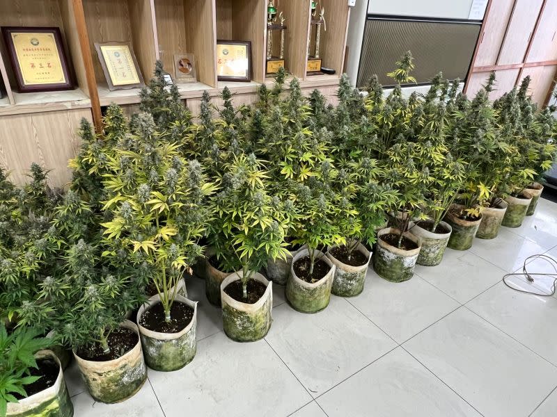 ▲圖為大麻植株。（圖／楊梅分局提供）